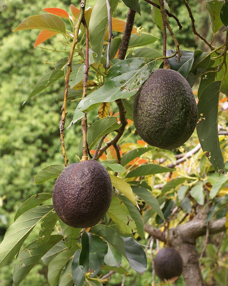 Palta Hass