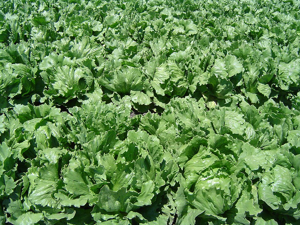 Lechuga